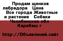 Продам щенков лабрадора › Цена ­ 20 000 - Все города Животные и растения » Собаки   . Челябинская обл.,Карабаш г.